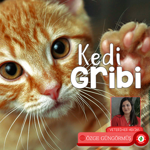 kedi-gribi