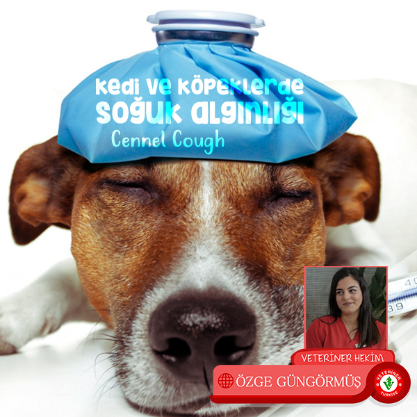 kedi-ve-ko%cc%88peklerde-sog%cc%86uk-alginlig%cc%86i-kennel-cough